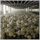 Mushroom Production Plants, Ripening Chambers, Ice Making Plants, Pre Cooling Chambers, Cold Rooms, Cold Storages, Cold Storage Doors, Refrigeration Plant & Climate Control, Air Handling Unit

