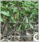 Nafees Nursery & Exporter