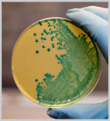 Agar Agar Food Grade,Wonder Gel,Carrageenan,Gellan Gum,Agar Agar Pharma Grade , Agar Agar Plant Tissue Culture Grade